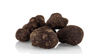 Winter-Edeltrüffel - tuber melanosporum, frisch, Italien, Nov./März, per Gramm, minimum 20g