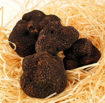 Winter-Edeltrüffel - tuber melanosporum, frisch, Frankreich, Nov./März, per Gramm, minimum 20g