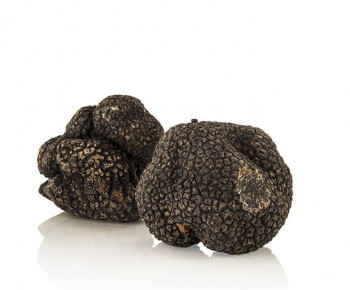 Winter-Edeltrüffel - tuber melanosporum, frisch, Spanien, Nov./März, per Gramm, minimum 20